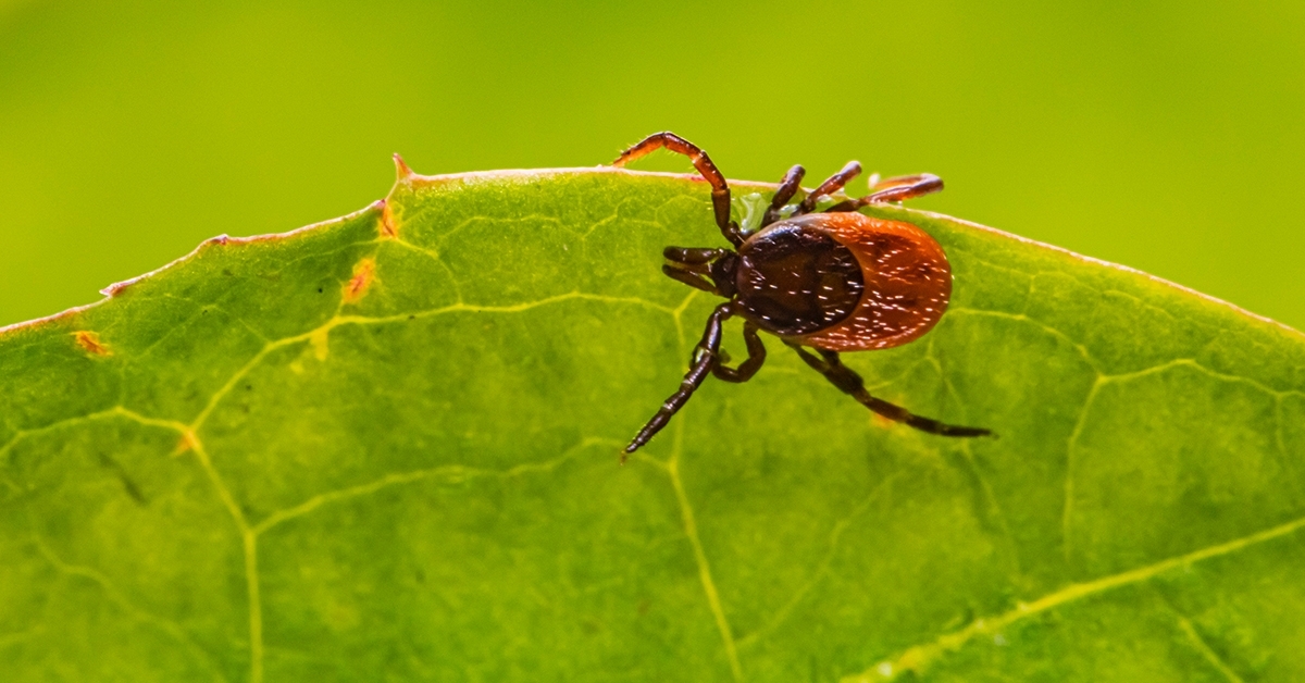 Chiropractic Care and Lyme Disease